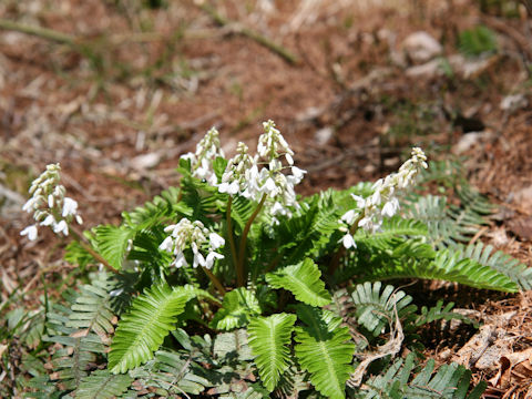 Pteridophyllum racemosum