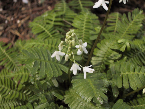 Pteridophyllum racemosum