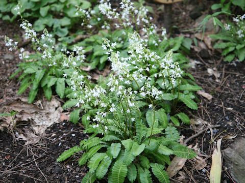 Pteridophyllum racemosum