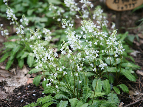 Pteridophyllum racemosum