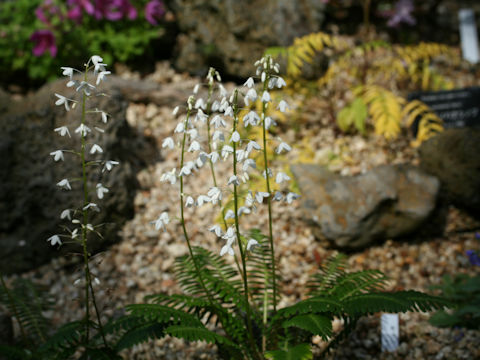 Pteridophyllum racemosum