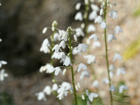 Pteridophyllum racemosum