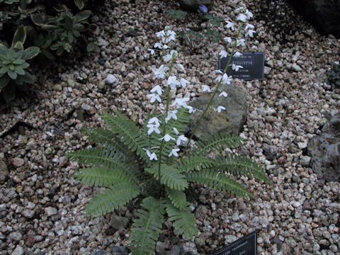 Pteridophyllum racemosum