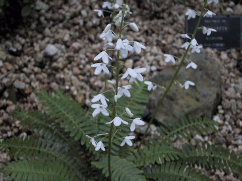 Pteridophyllum racemosum