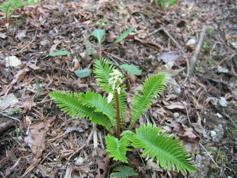 Pteridophyllum racemosum