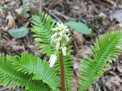 Pteridophyllum racemosum