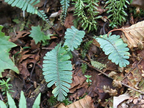 Pteridophyllum racemosum