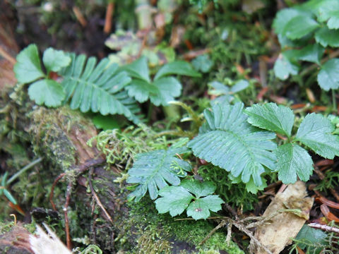 Pteridophyllum racemosum