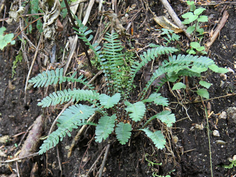 Pteridophyllum racemosum