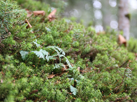 Pteridophyllum racemosum