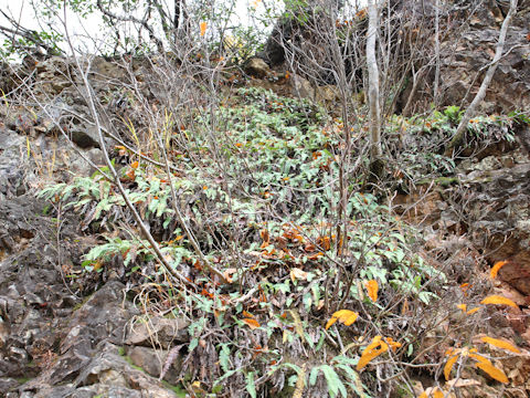 Blechnum amabile