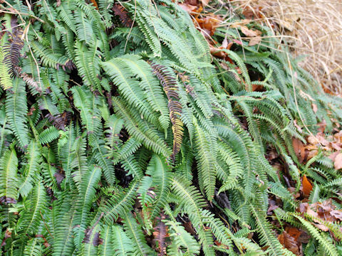 Blechnum amabile