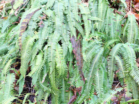 Blechnum amabile