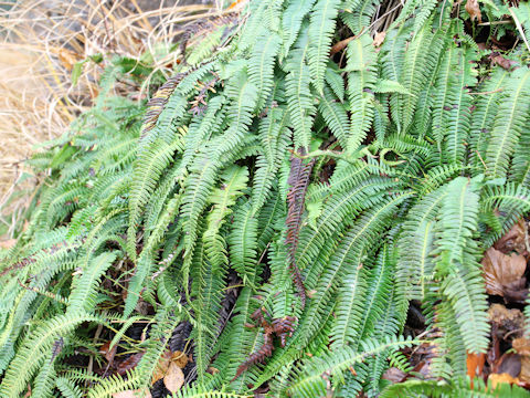 Blechnum amabile