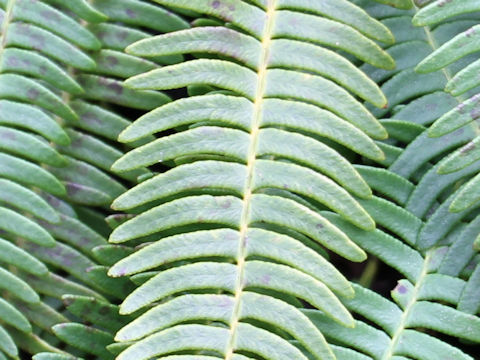 Blechnum amabile