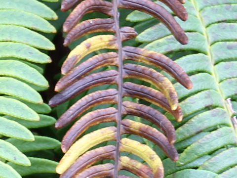 Blechnum amabile