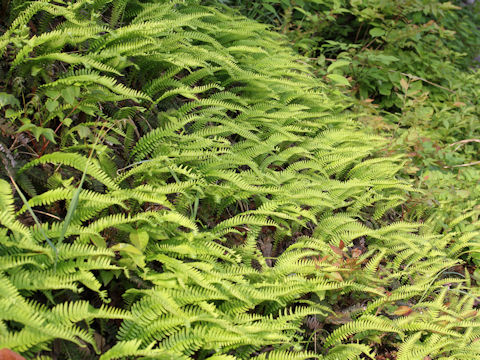 Blechnum amabile