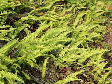 Blechnum amabile