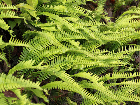 Blechnum amabile