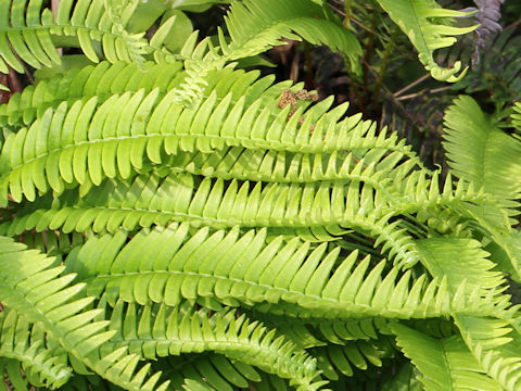 Blechnum amabile