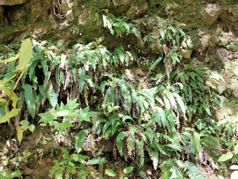 Blechnum amabile