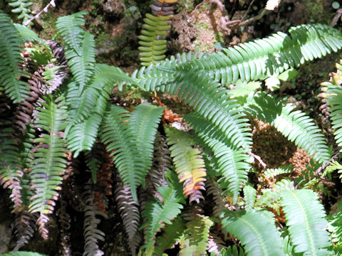 Blechnum amabile