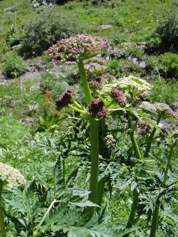 Ligusticum porteri