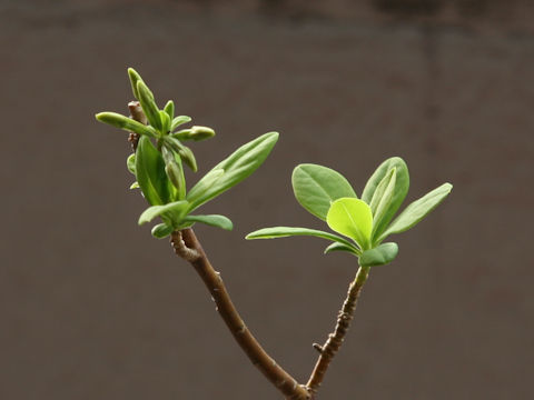 Daphne pseudo-mezereum