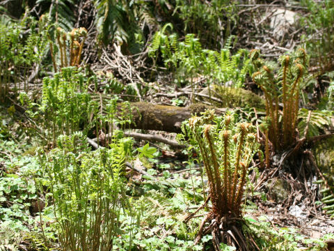 Dryopteris crassirhizoma