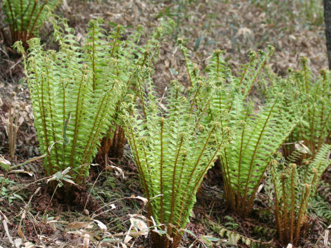 Dryopteris crassirhizoma