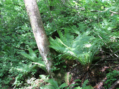 Dryopteris crassirhizoma