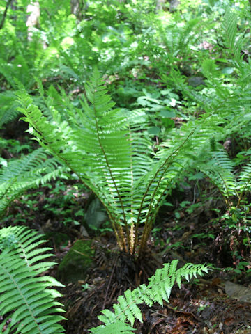 Dryopteris crassirhizoma