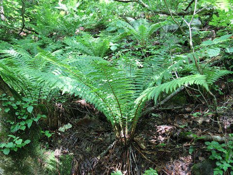 Dryopteris crassirhizoma