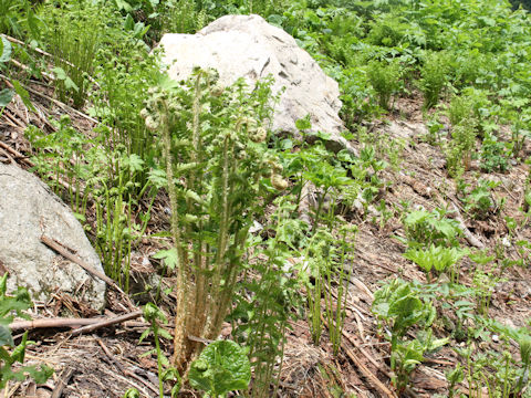 Dryopteris crassirhizoma