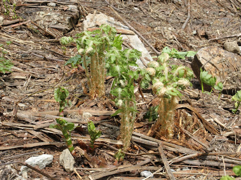 Dryopteris crassirhizoma