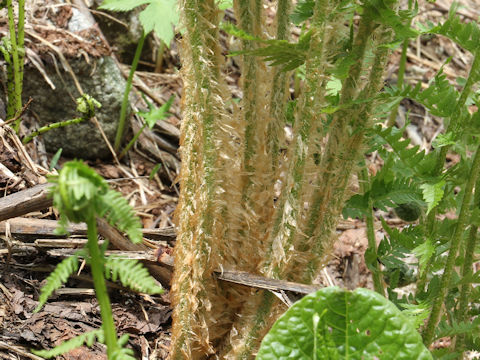 Dryopteris crassirhizoma