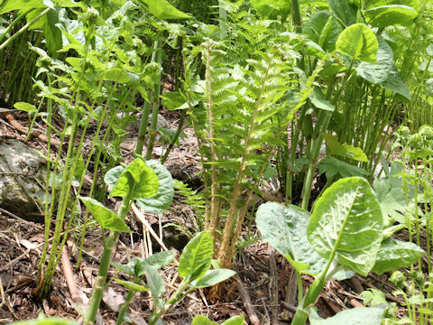 Dryopteris crassirhizoma