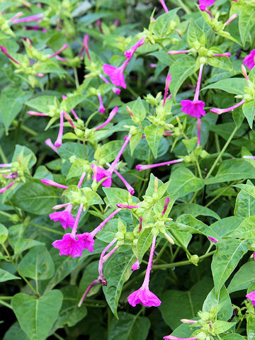 Mirabilis jalapa