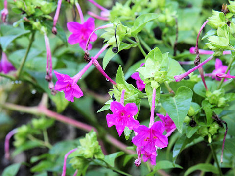 Mirabilis jalapa