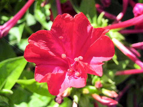 Mirabilis jalapa