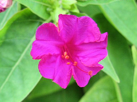 Mirabilis jalapa