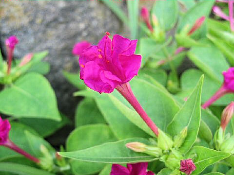 Mirabilis jalapa