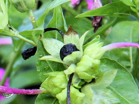 Mirabilis jalapa