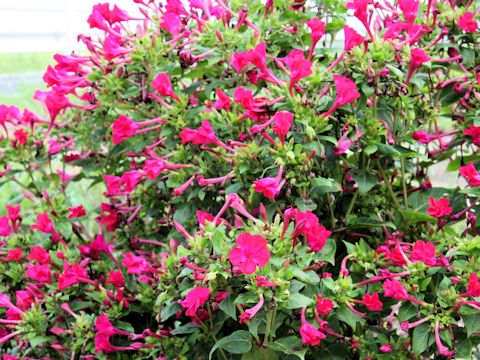 Mirabilis jalapa