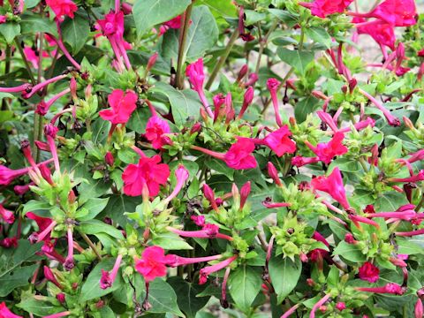 Mirabilis jalapa