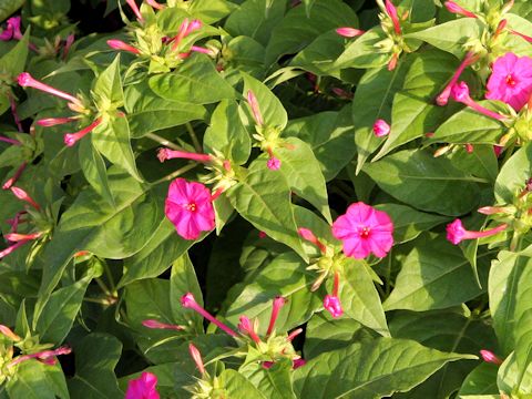 Mirabilis jalapa