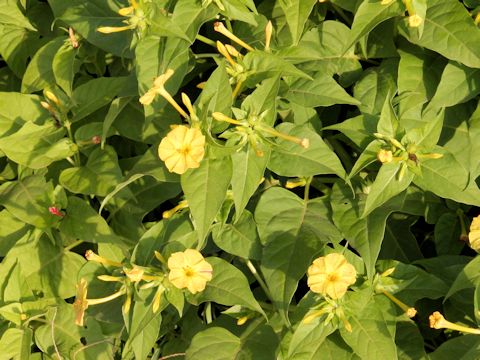 Mirabilis jalapa