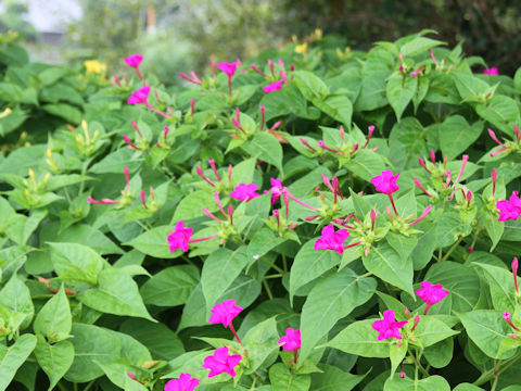 Mirabilis jalapa