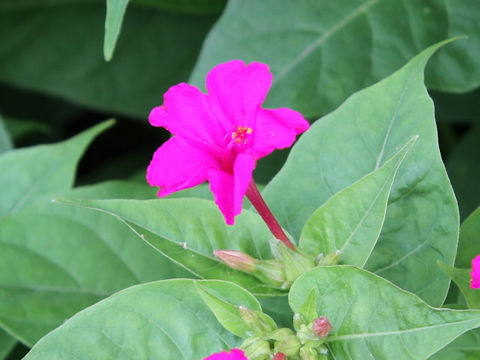 Mirabilis jalapa