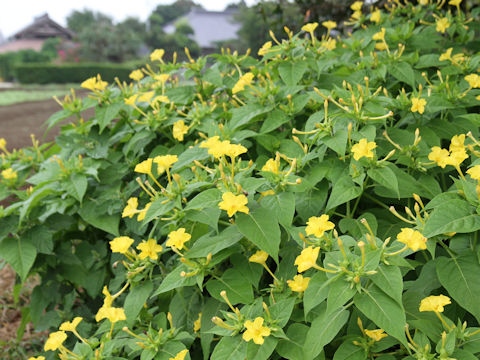 Mirabilis jalapa